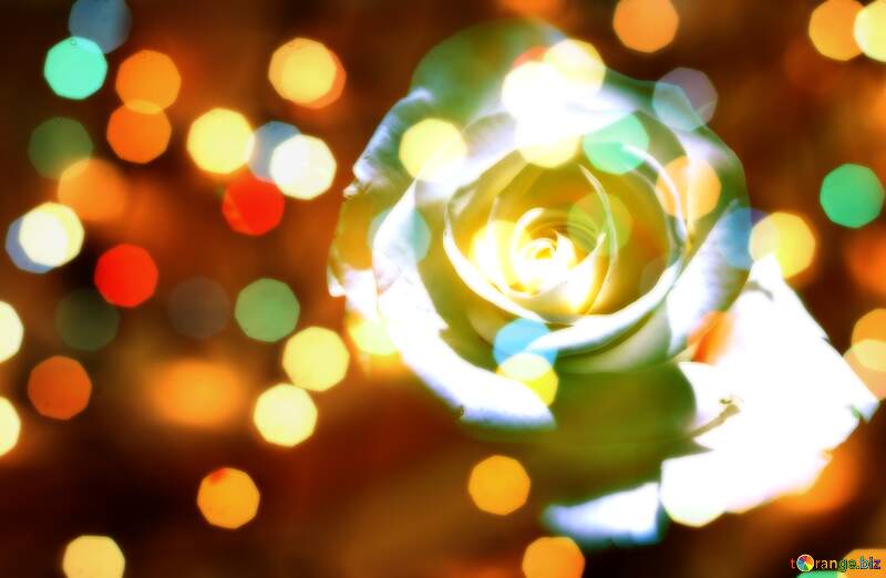 Stunning White Rose Surrounded by Vibrant Bokeh Lights – A Floral Masterpiece №56458