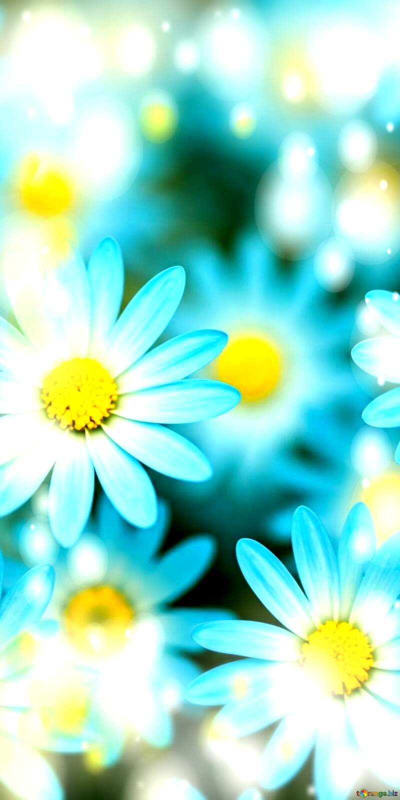 Vibrant Blue Daisies Blooming in Ethereal Light №56814