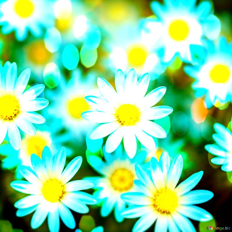 Vibrant Blue Daisies in a Dreamy Soft Focus Background Perfect for Spring Decor №56814