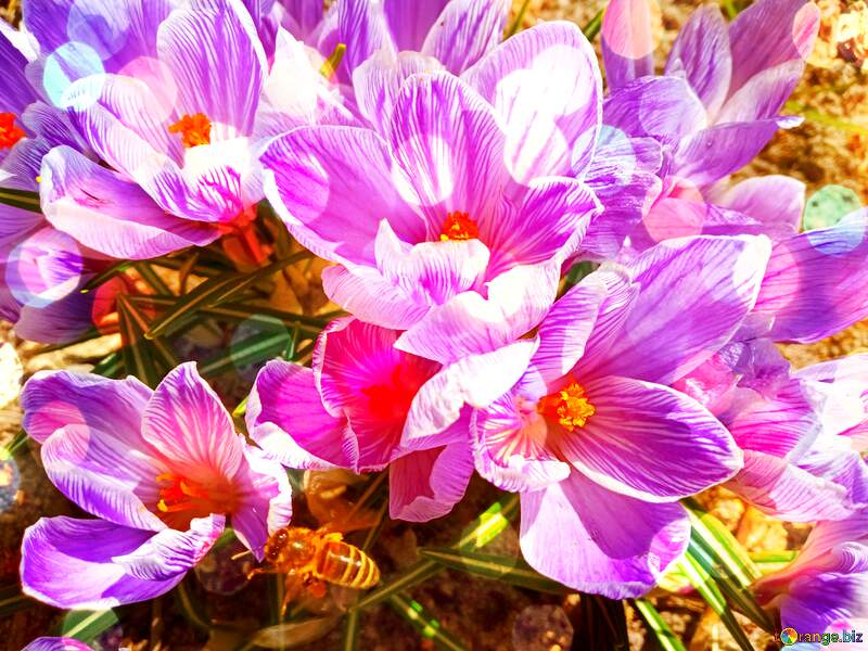 Vibrant Crocus Flowers with Honeybee: A Springtime Delight №56492