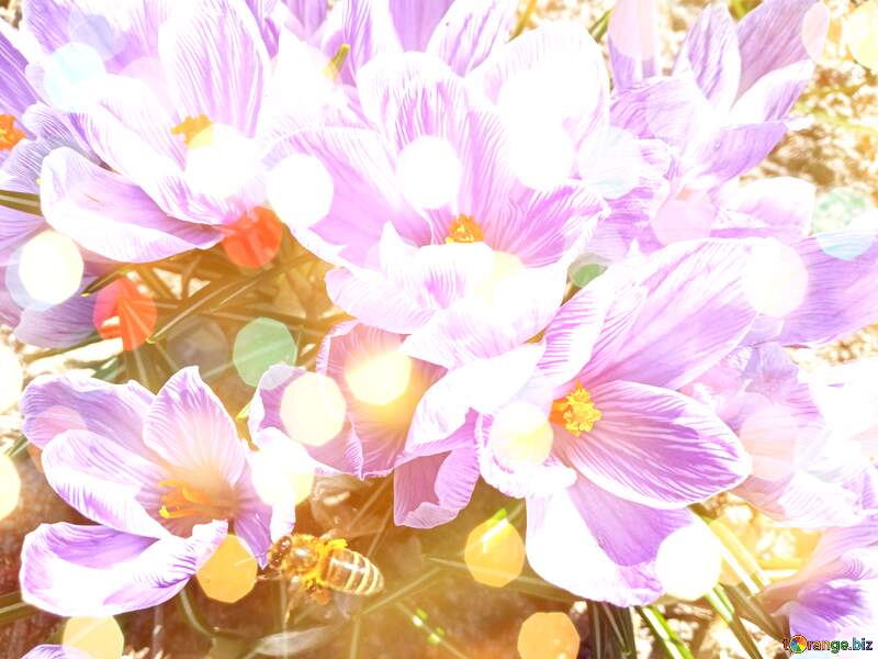 Vibrant Crocuses Blooming Under Golden Sunlight with a Busy Bee №56492