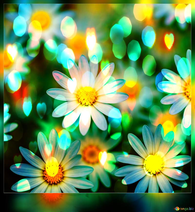 Vibrant Daisy Bloom with Artistic Bokeh: A Floral Delight №56814