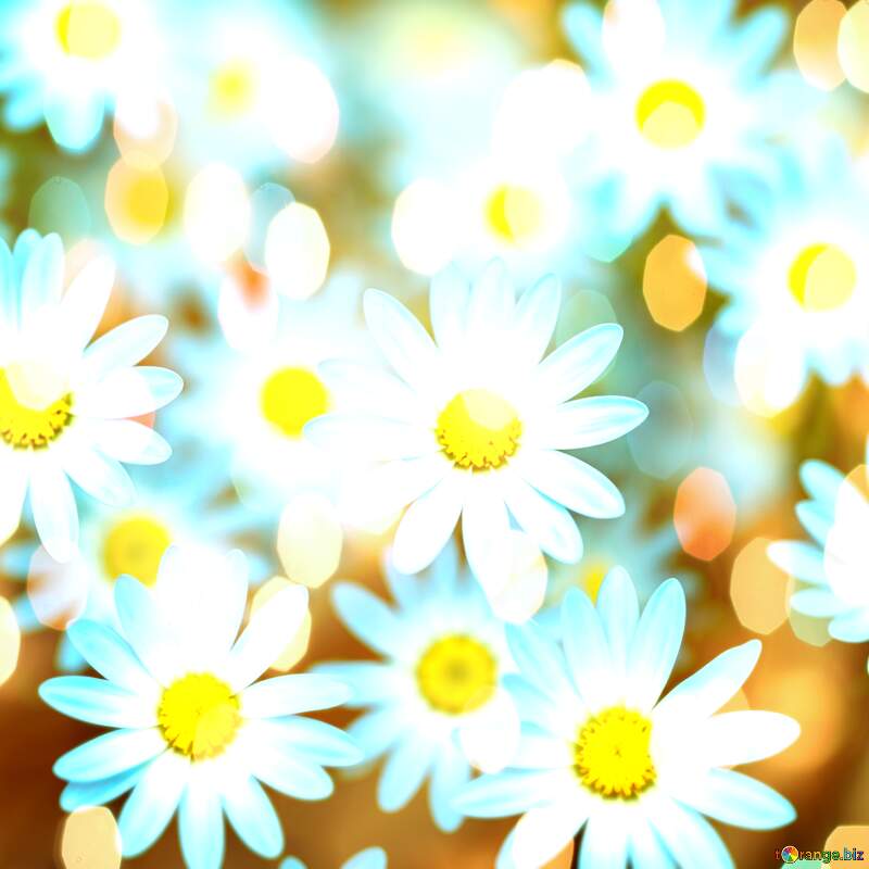 Vibrant Daisy Blooms with Dreamy Bokeh Effect №56814