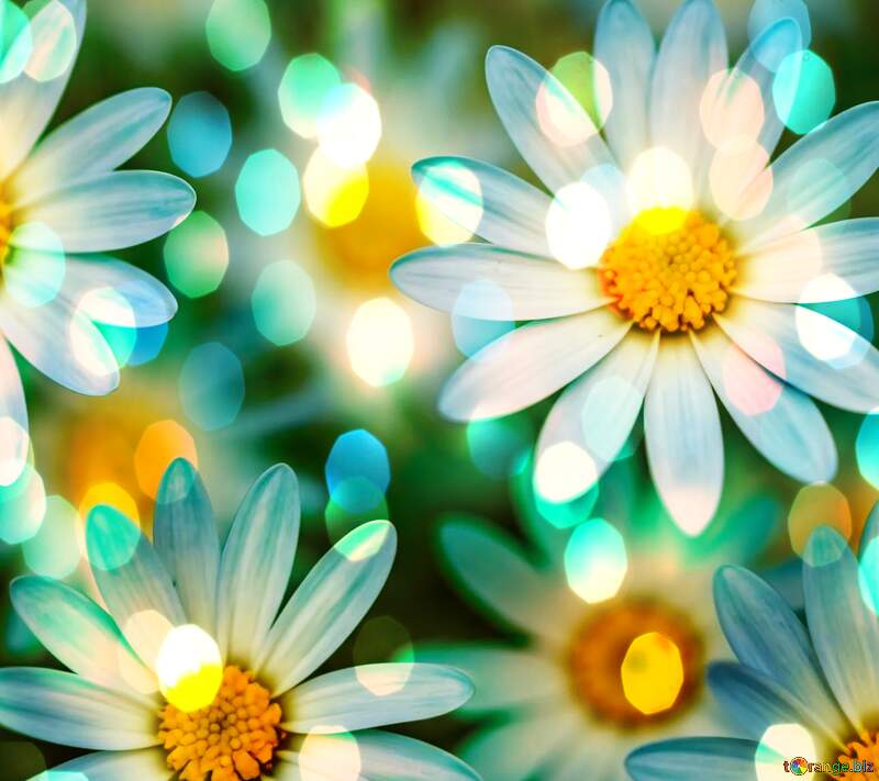 Vibrant Daisy Garden with Dreamy Bokeh Effects №56814