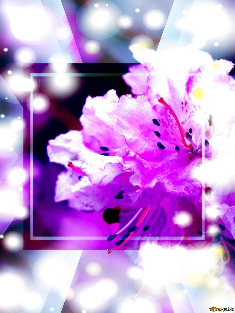 Vibrant Purple Blossom with Dreamy Background - Nature`s Artistry Unleashed №39806