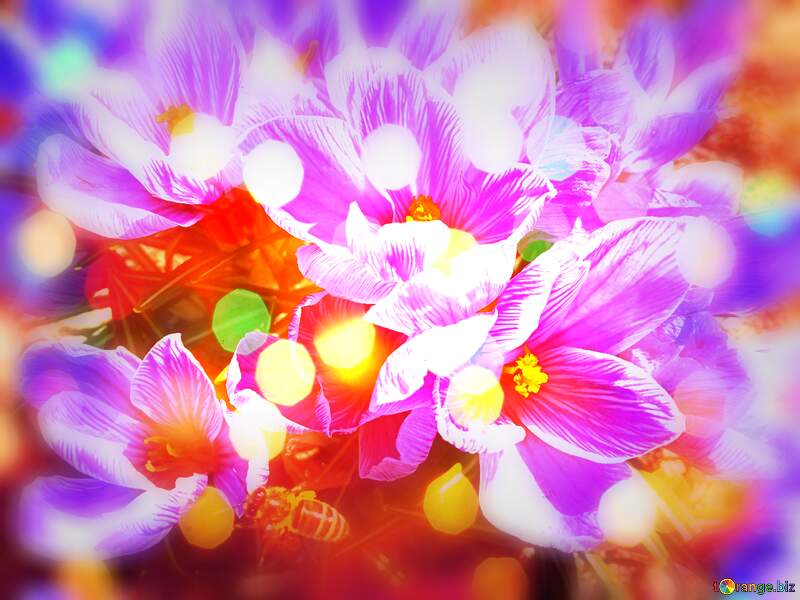 Vibrant Purple Flowers with Bokeh Effect - Nature`s Spring Beauty №56492