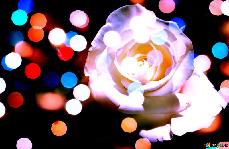 Vibrant Rose Surrounded by Colorful Bokeh Lights №56458