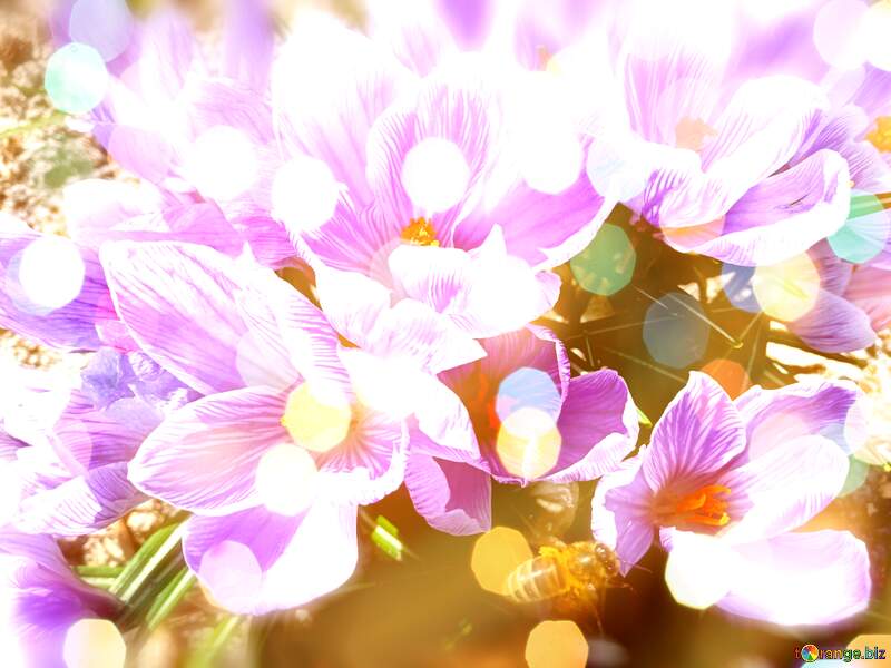 Vibrant Spring Crocuses in Full Bloom: Nature`s Colorful Awakening №56492