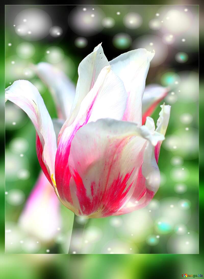 Vibrant White and Red Tulip in Bloom with Dreamy Background №37697