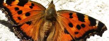 FX №27978 Orange Butterfly fragment