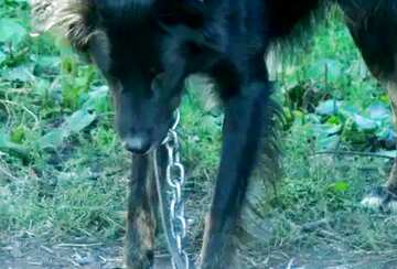 FX №27856 Skinny dog ​​on chain