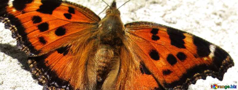Orange Butterfly fragment №22267