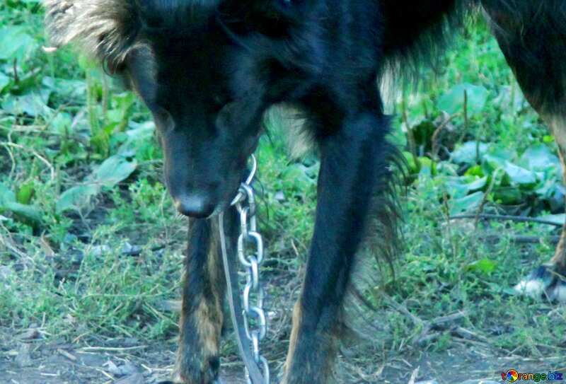 Skinny dog ​​on chain №21851