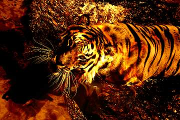 FX №271072 Majestic Tiger Emerging from the Water: A Stunning Wildlife Encounter