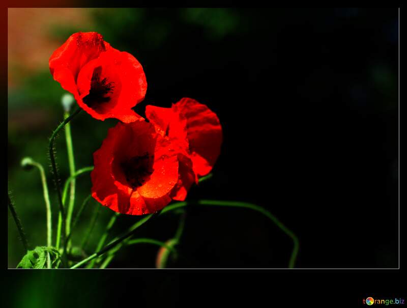 Vibrant Red Poppies Captured in Ethereal Light №37107