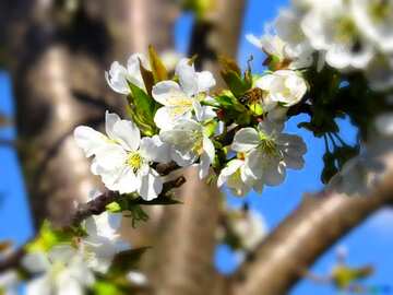 FX №28888  blossoms cherry branch