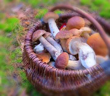 FX №28359 mushrooms in a basket