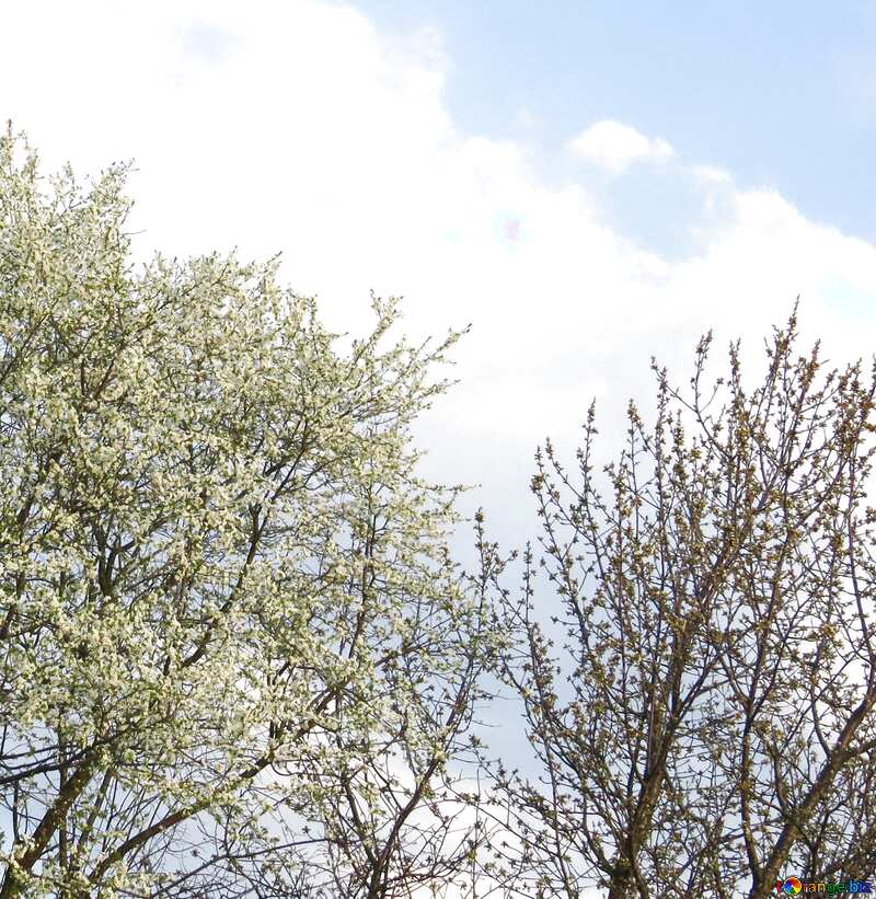 Spring flowering trees №23930