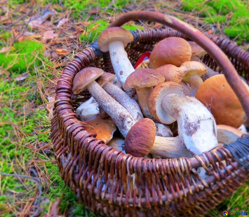 mushrooms in a basket №23259