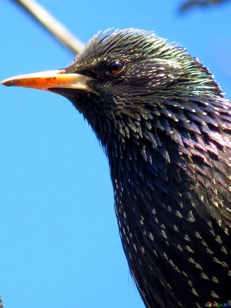 bird starling №23956
