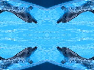 FX №29702 Smart dolphin pattern