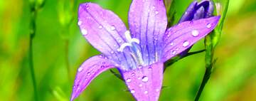 FX №29570 Water drops on flower petal fragment