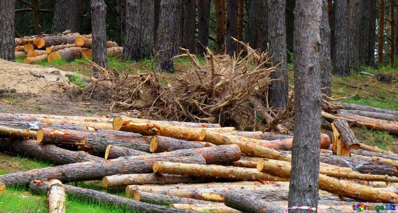 Wooden plantation natural material №24705