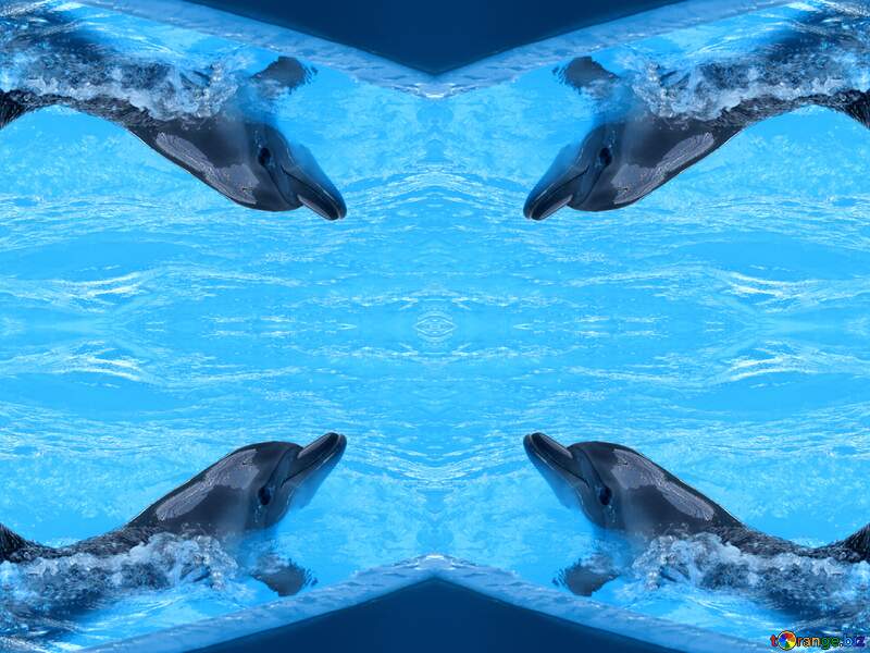 Smart dolphin pattern №25374