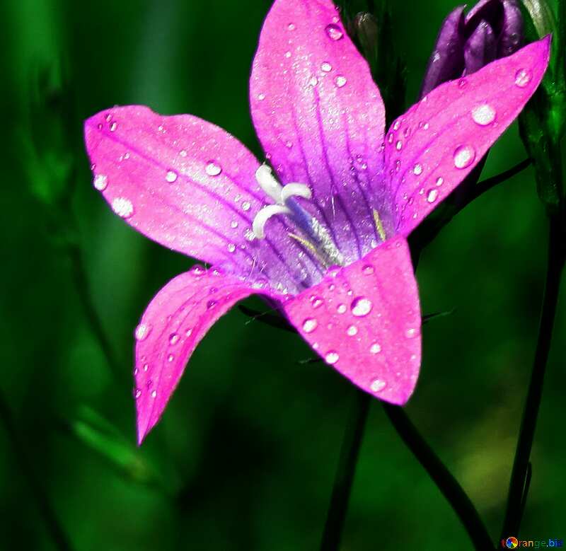 Water drops on flower petal №24923