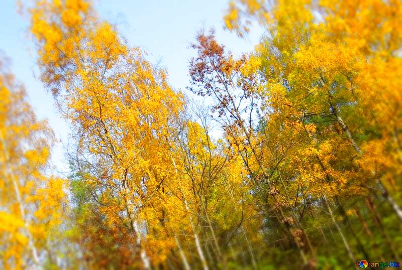  autumn trees №24894