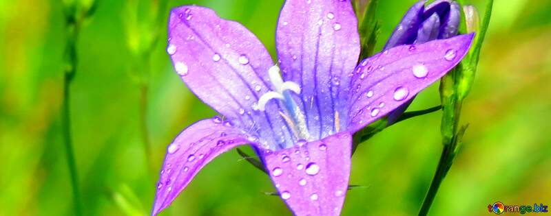 Water drops on flower petal fragment №24923