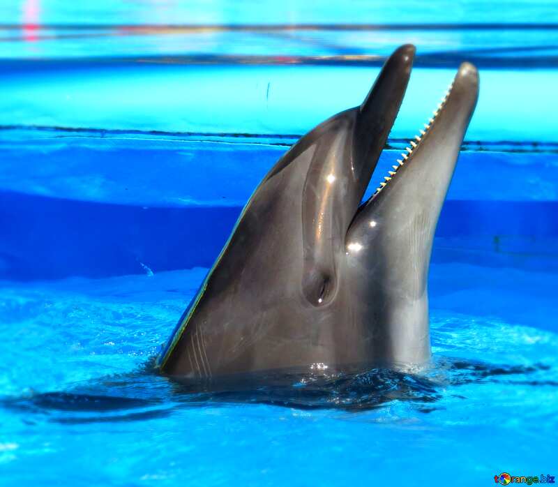 Smiling dolphin №25410
