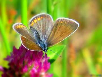 FX №3404 The best image. Butterfly Field.