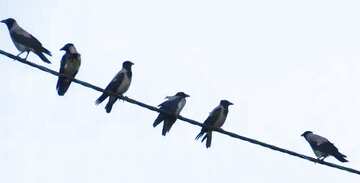FX №3130 Cover. Crows on wire.
