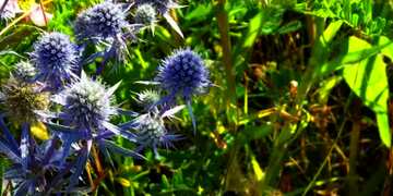 FX №3193 Cover. Eryngium field scratchy blue weed.