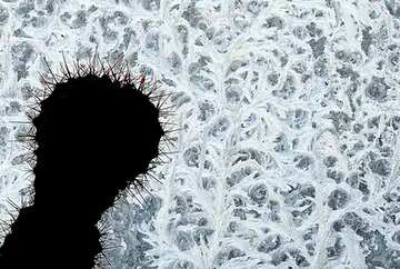 FX №3423 Cover. Silhouette of cactus against the backdrop of the frozen window.