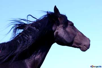 FX №3162 Dark blue horse