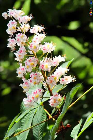 FX №3351 Flower Chestnut