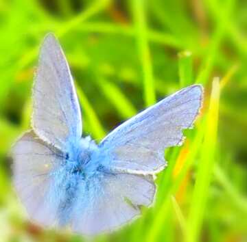 FX №3414 Image for profile picture Butterfly wings beat rain.