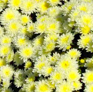 FX №3699 Image for profile picture Chrysanthemum much in the picture.