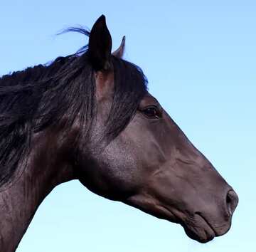 FX №3164 Image for profile picture The horse looks.