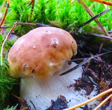 FX №3225 Image for profile picture Mushroom head.