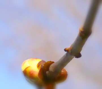 FX №3350 Image for profile picture Sprig Chestnut spring.