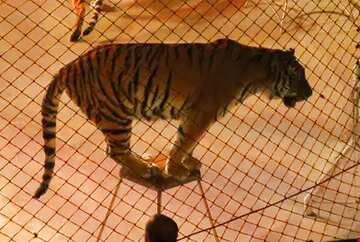 FX №3714  Circus tiger