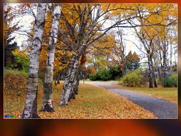 FX №3097 forest with road