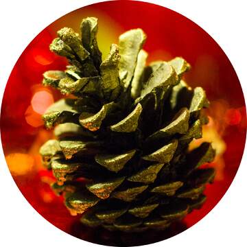 FX №3675 Pine cone profile image