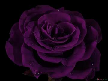 FX №3075 Purple color. Rose on black.