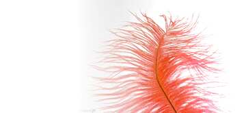 FX №3109 Red color. Feather of bird.