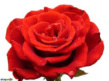 FX №3080 Red color. Rose flower in white background.