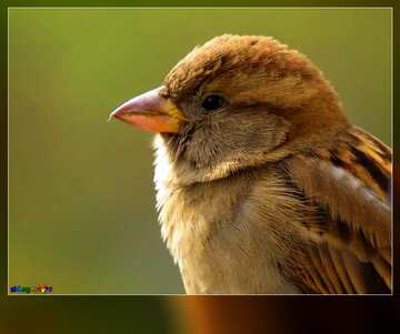 FX №3145 Template background for the label. Bird sparrow.